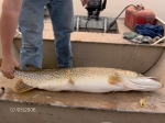 Northern pike from reindeer lake